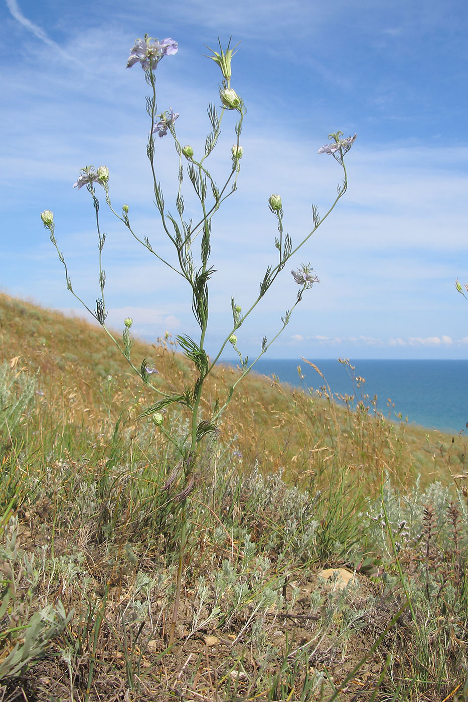 Image of Nigella arvensis specimen.