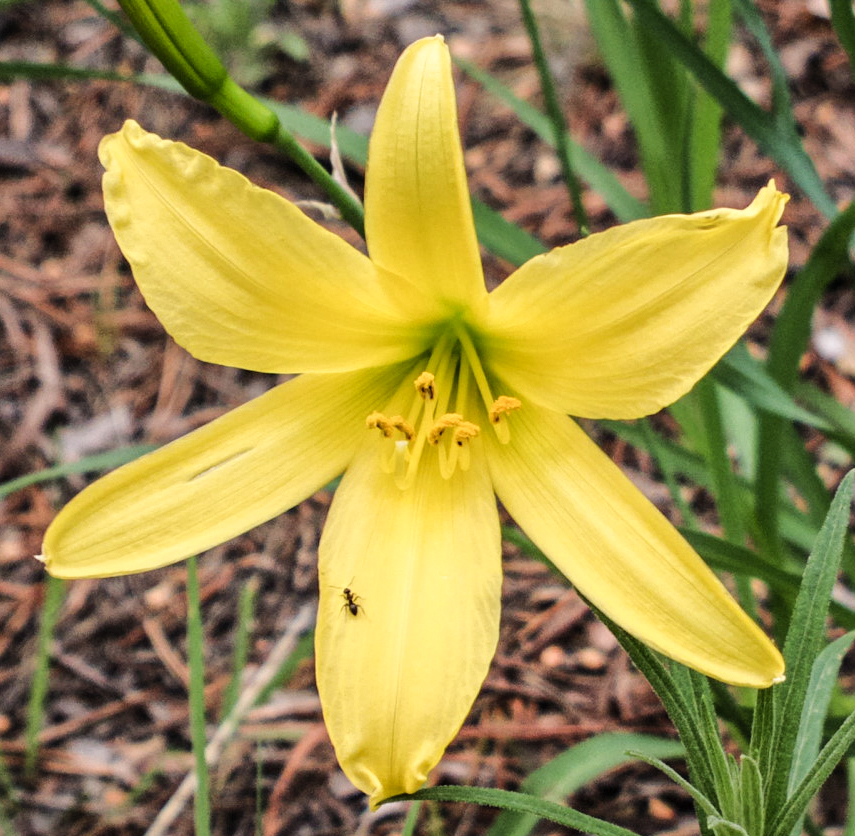 Image of Hemerocallis minor specimen.