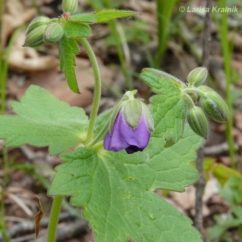 Image of Geranium platyanthum specimen.