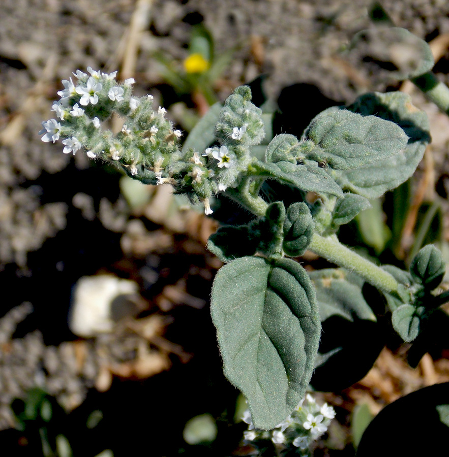 Image of Heliotropium ellipticum specimen.