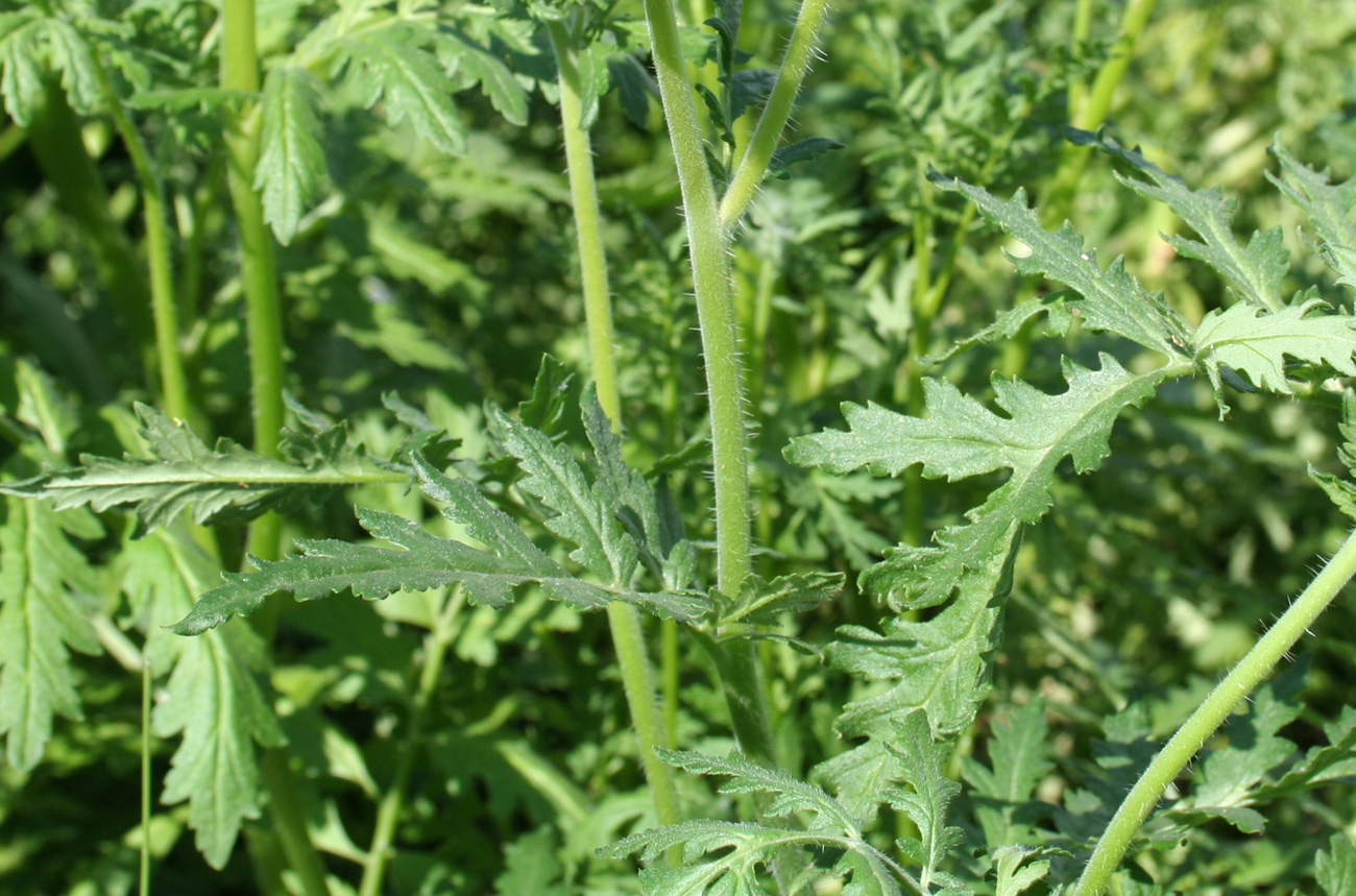 Image of Phacelia tanacetifolia specimen.