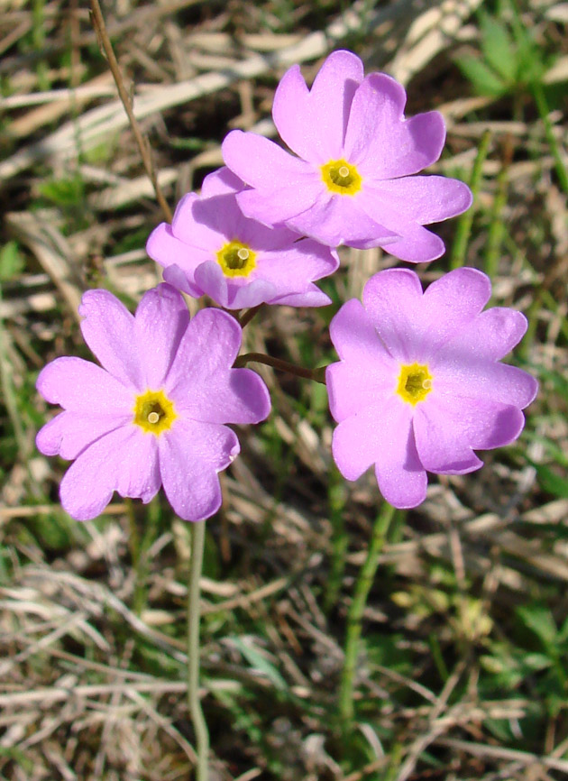 Изображение особи Primula nutans.