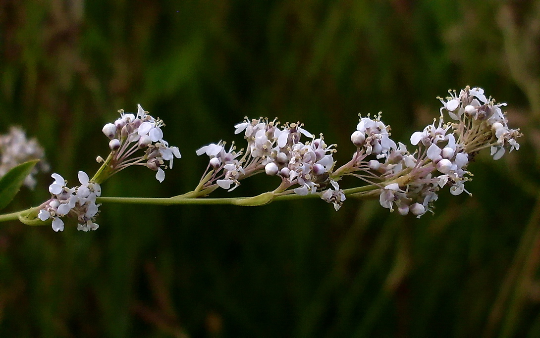 Image of Lepidium latifolium specimen.