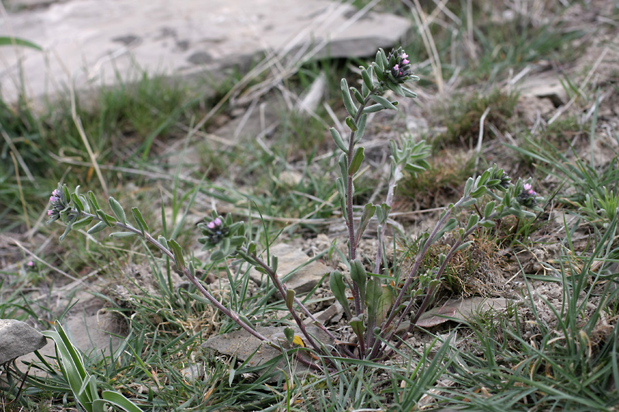 Image of Buglossoides arvensis specimen.