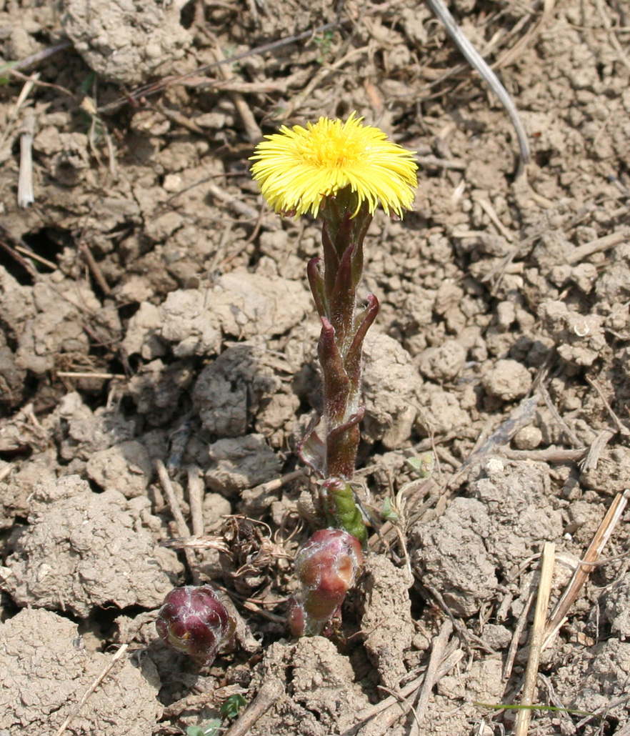 Image of Tussilago farfara specimen.