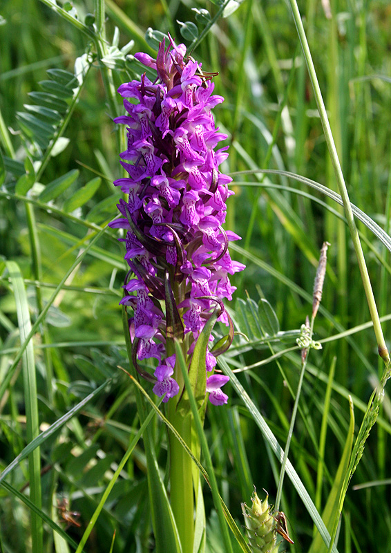 Image of Dactylorhiza incarnata specimen.