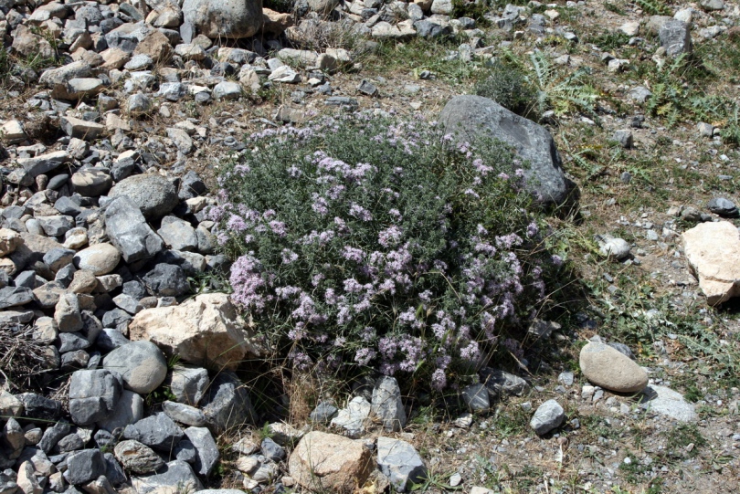 Image of Acanthophyllum pungens specimen.