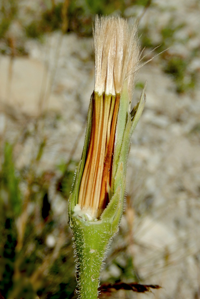 Image of Leontodon asperrimus specimen.