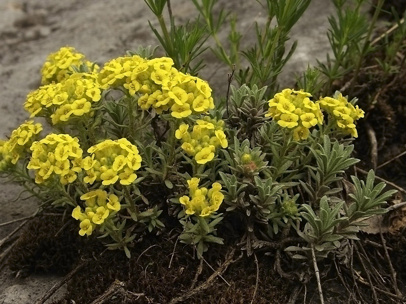 Image of Alyssum lenense specimen.