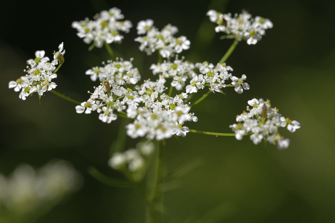 Изображение особи Chaerophyllum bulbosum.