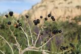Смотреть изображение Nitraria sibirica