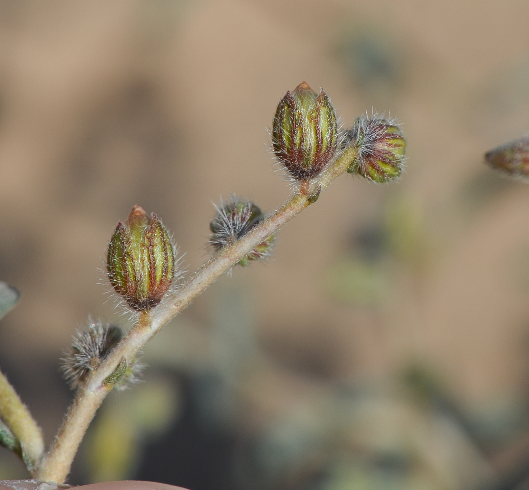 Image of Helianthemum lippii specimen.