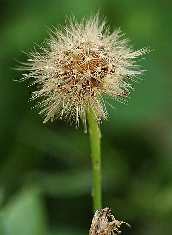 Изображение особи Scorzoneroides autumnalis.