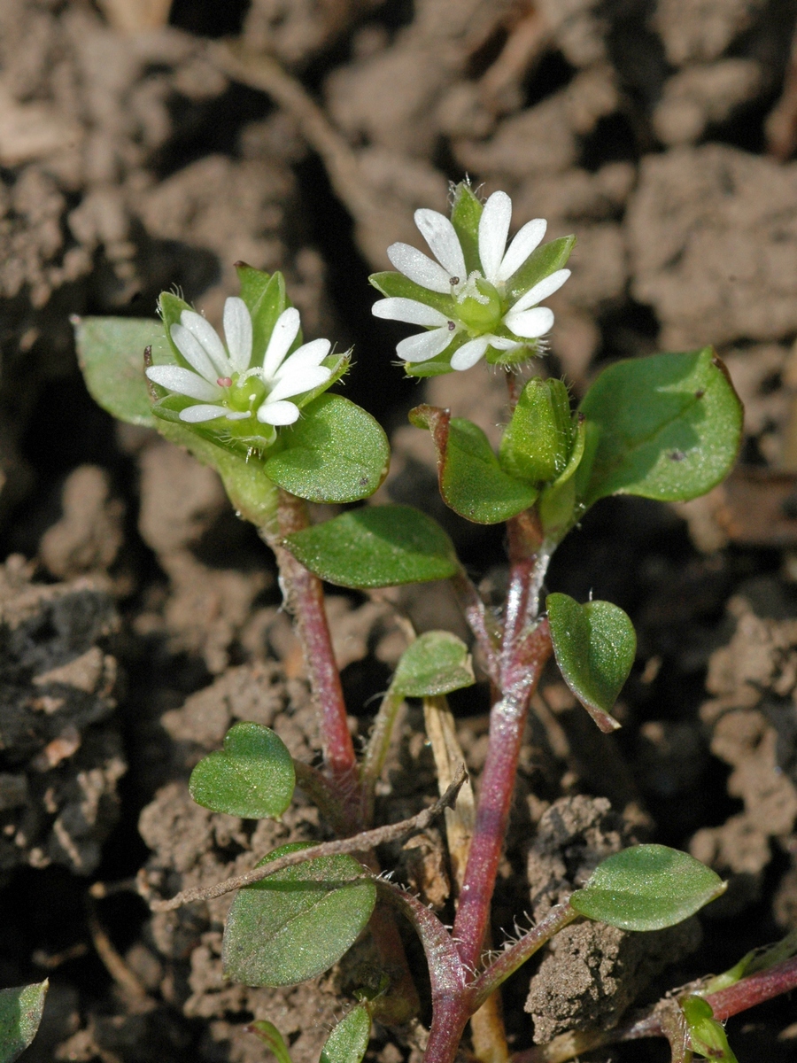 Image of Stellaria media specimen.