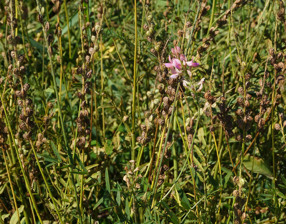 Image of Onobrychis viciifolia specimen.