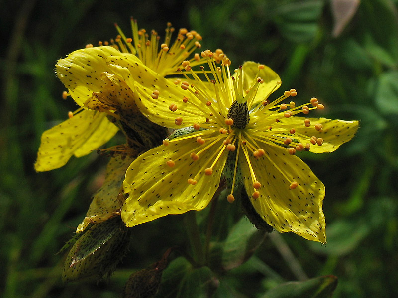 Изображение особи Hypericum alpigenum.