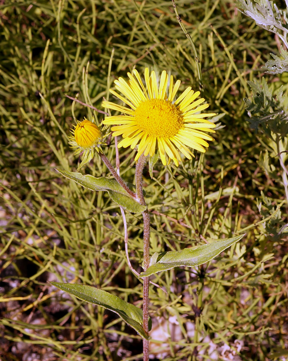 Image of Inula britannica specimen.