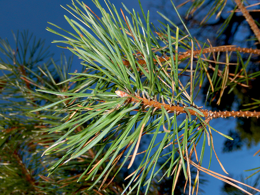 Изображение особи Pinus sylvestris ssp. hamata.