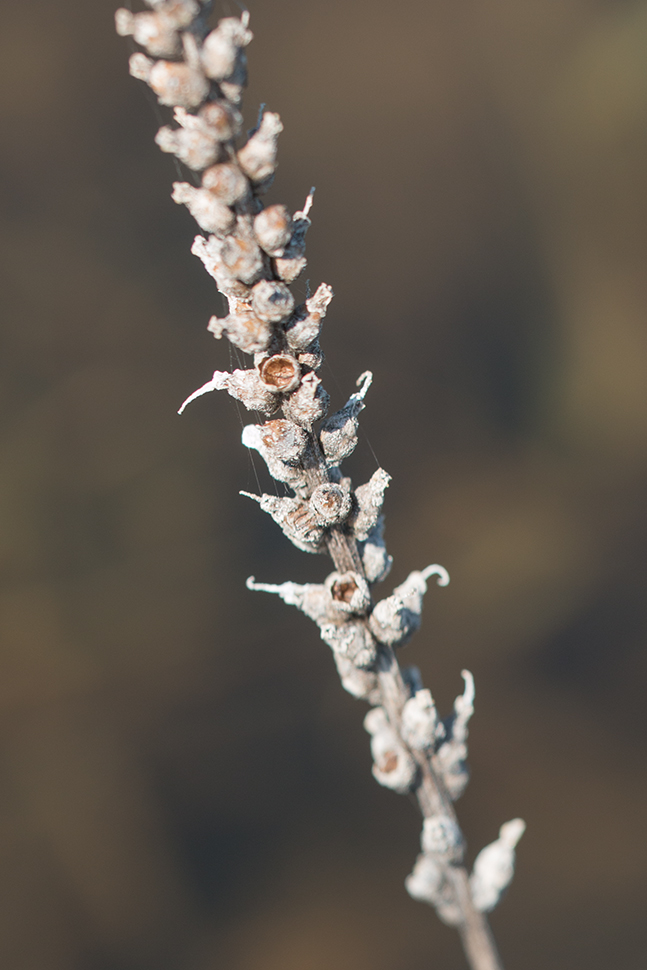 Image of genus Plantago specimen.