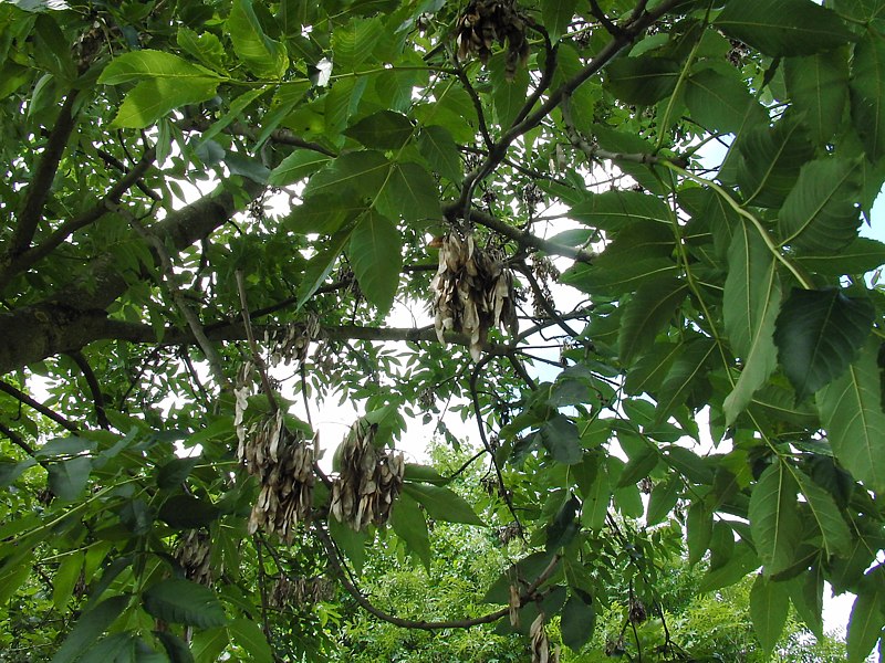 Image of Fraxinus excelsior specimen.