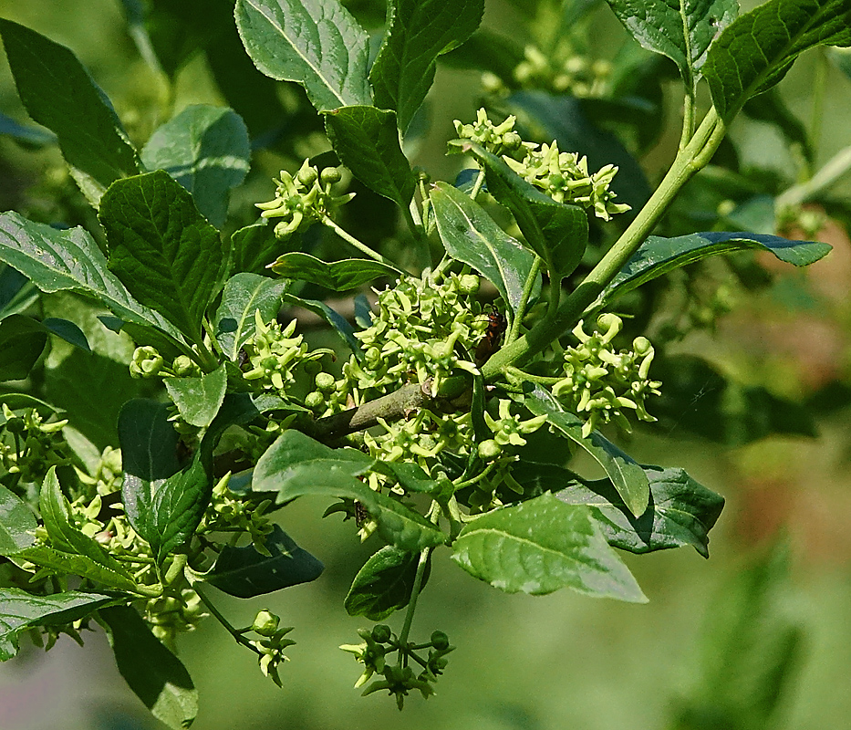 Image of Euonymus europaeus specimen.