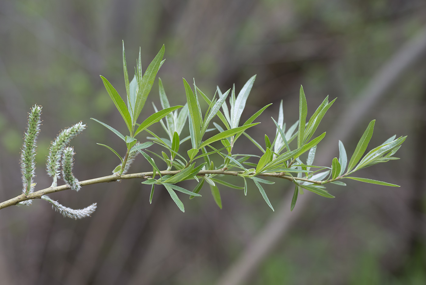 Image of Salix viminalis specimen.