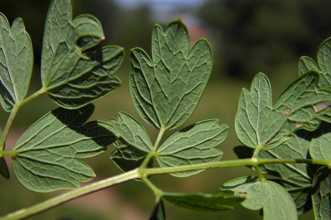 Image of Thalictrum minus specimen.