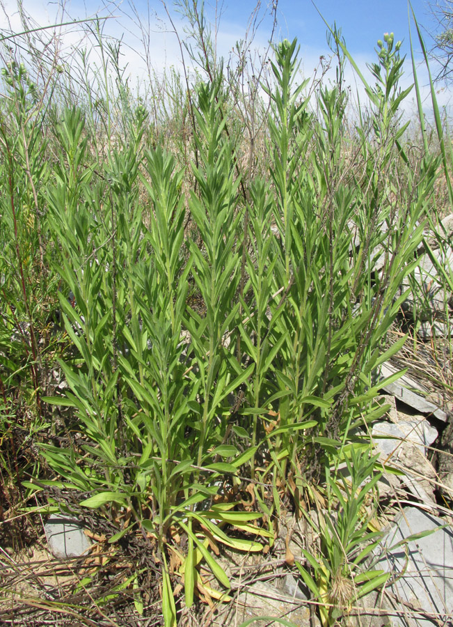 Image of Erigeron podolicus specimen.