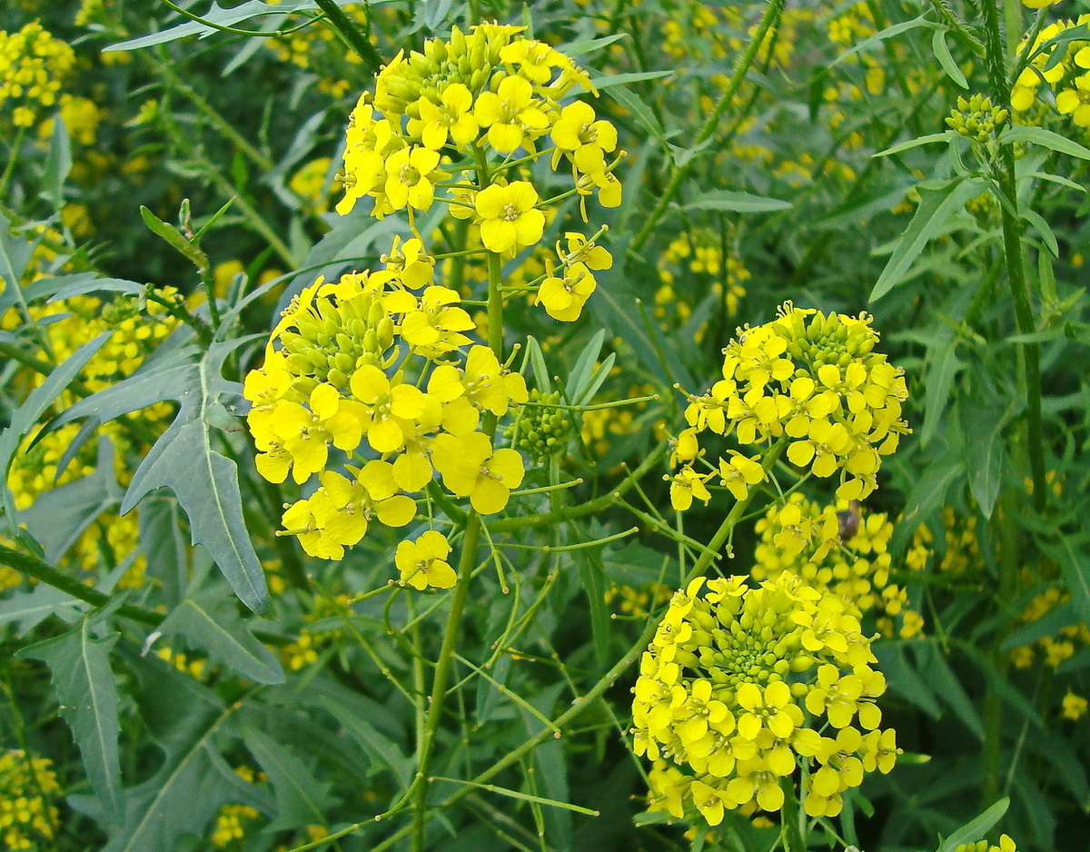 Image of Sisymbrium loeselii specimen.