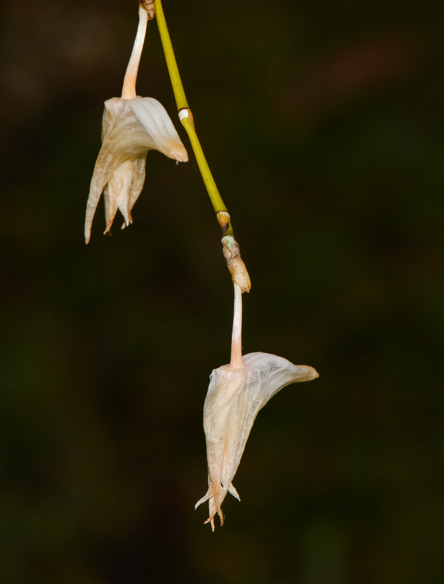 Image of Dendrobium crumenatum specimen.