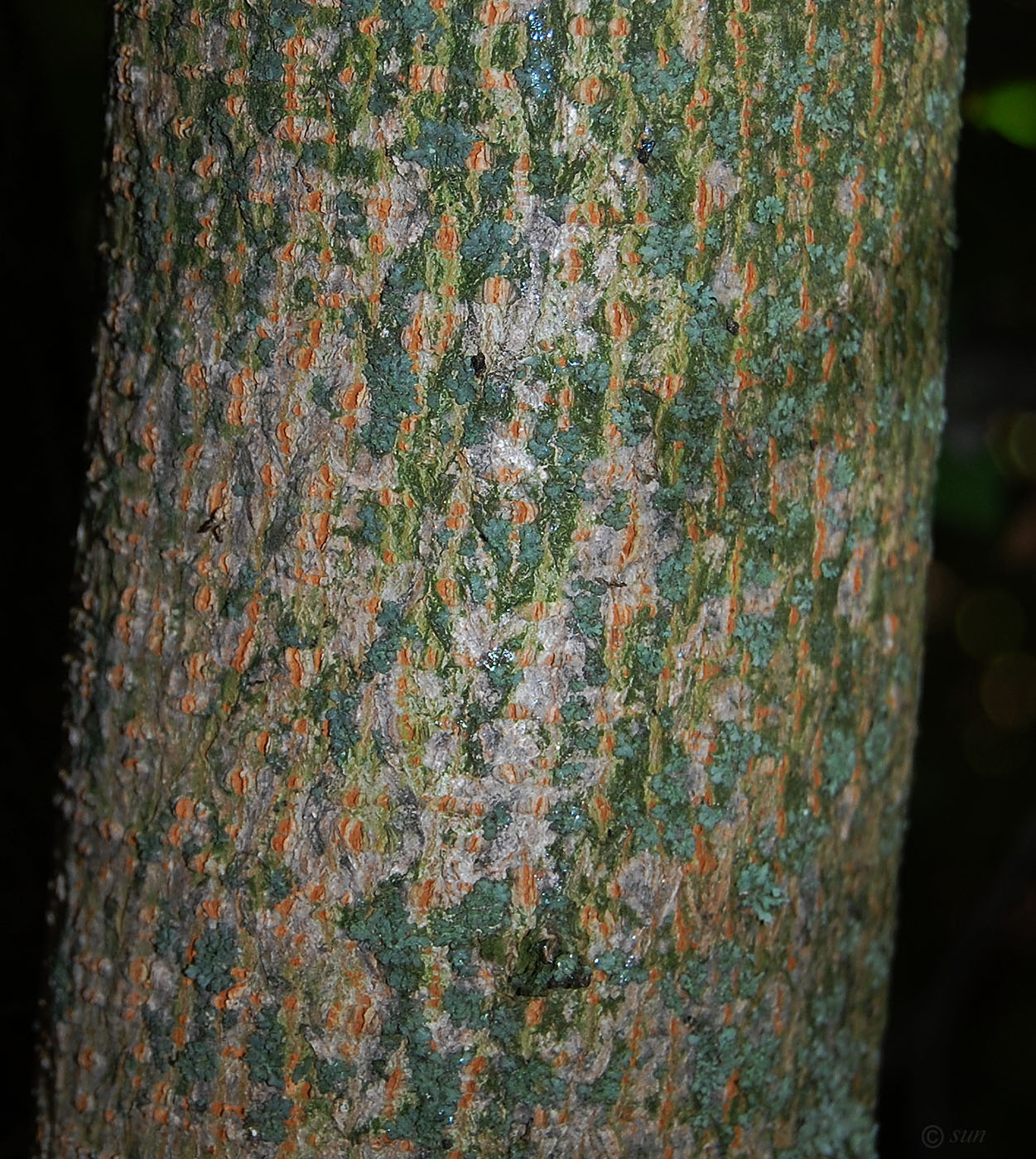 Image of Acer campestre specimen.