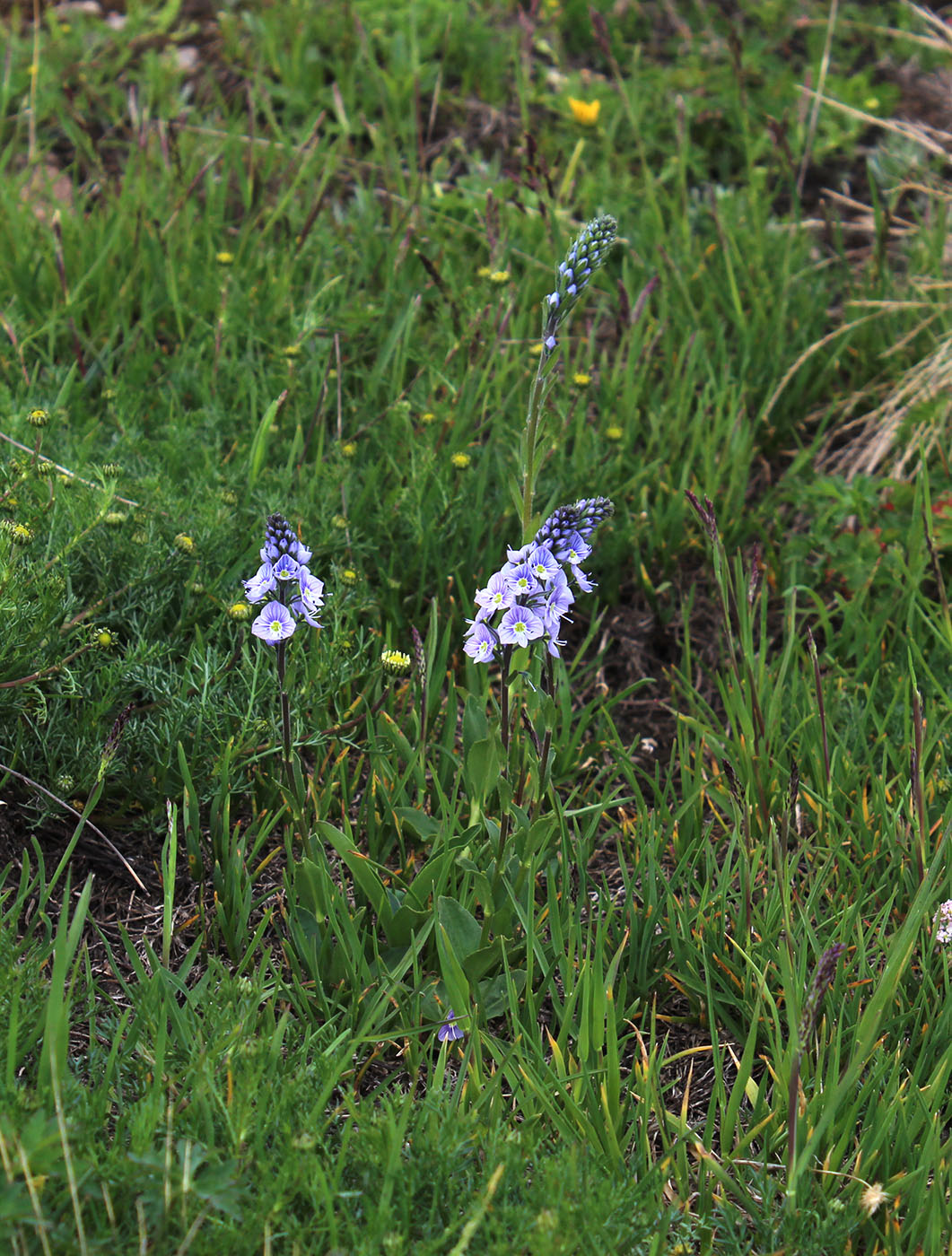 Image of Veronica gentianoides specimen.