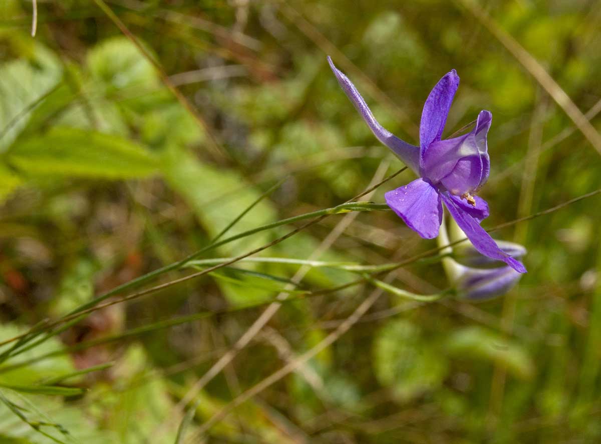 Image of Delphinium consolida specimen.