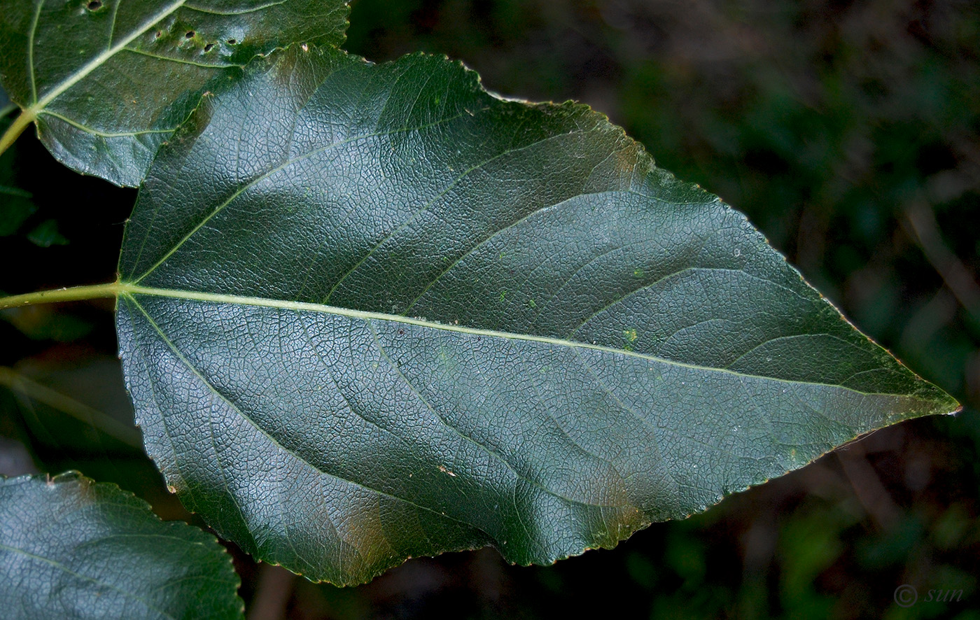 Тополь бальзамический листок