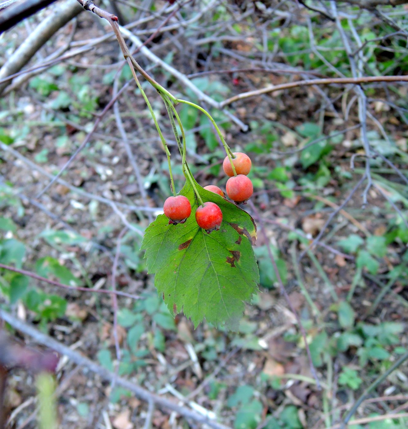 Image of Crataegus chlorocarpa specimen.