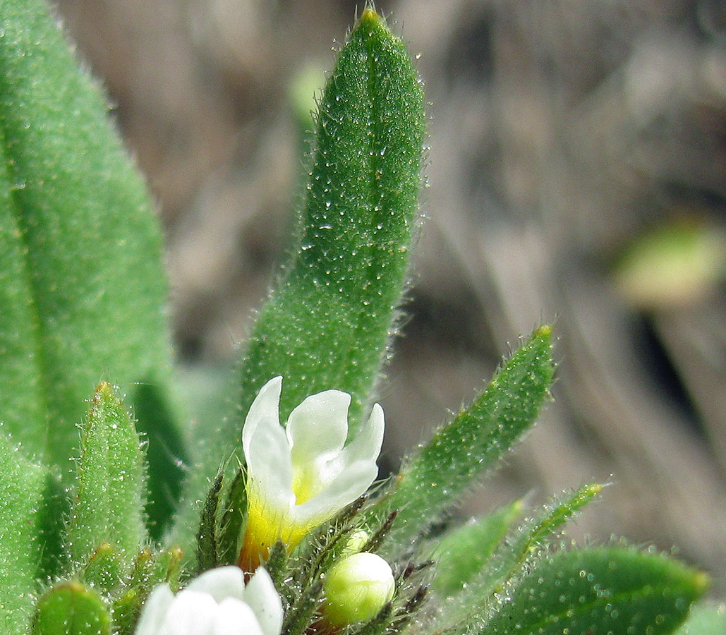 Image of Buglossoides rochelii specimen.