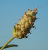 Plantago arenaria