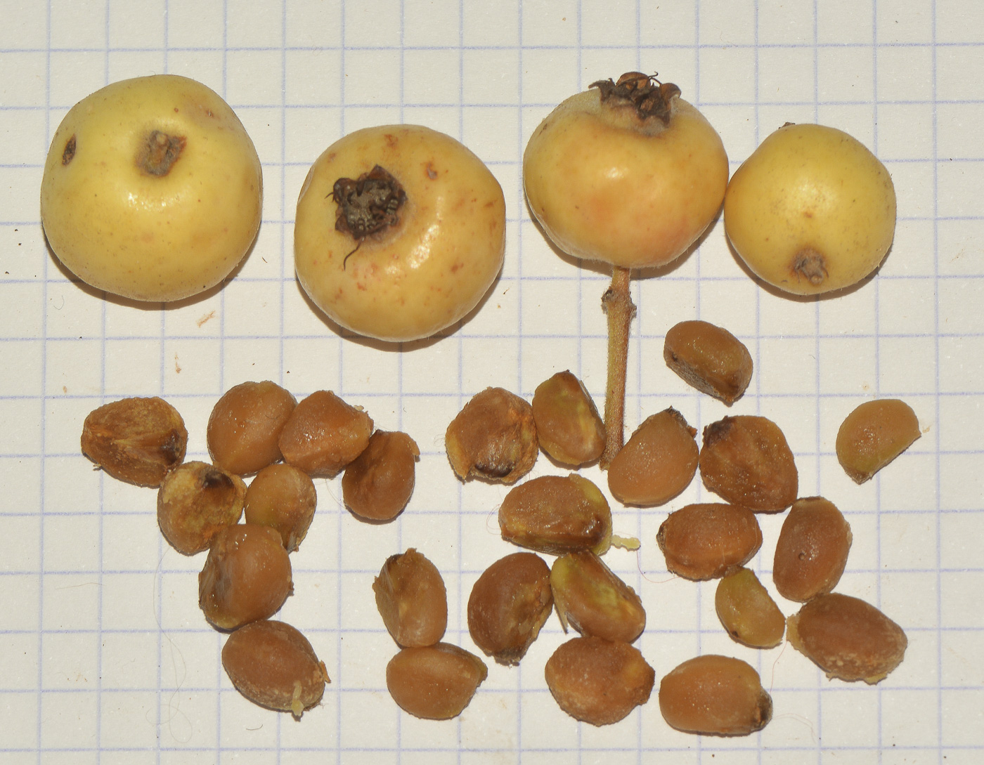 Image of Crataegus aronia specimen.