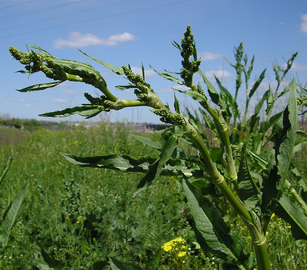 Image of genus Rumex specimen.