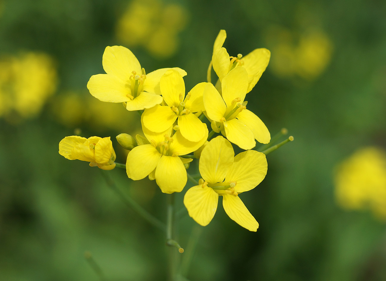 Image of Brassica campestris specimen.