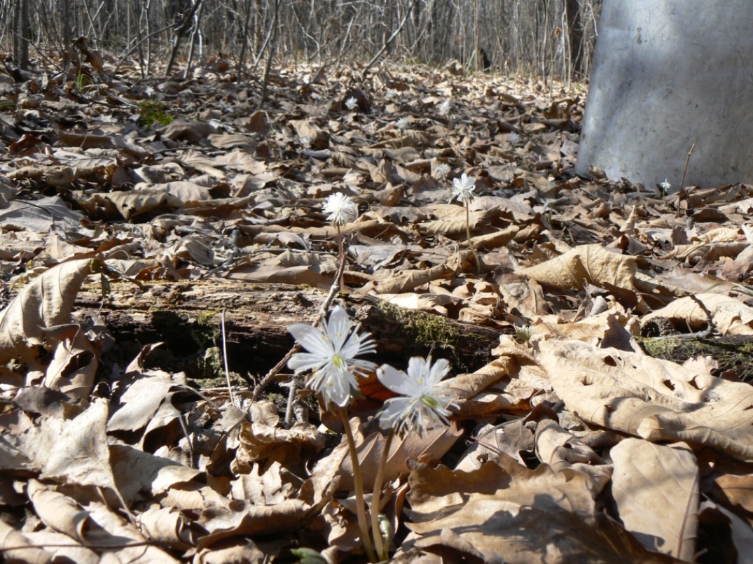 Image of Eranthis stellata specimen.