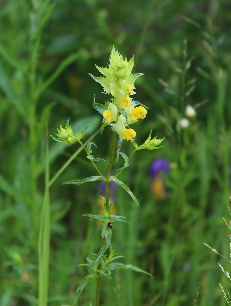 Image of Rhinanthus aestivalis specimen.