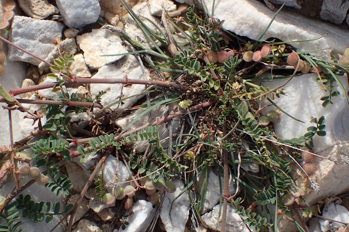 Image of Hedysarum spinosissimum specimen.