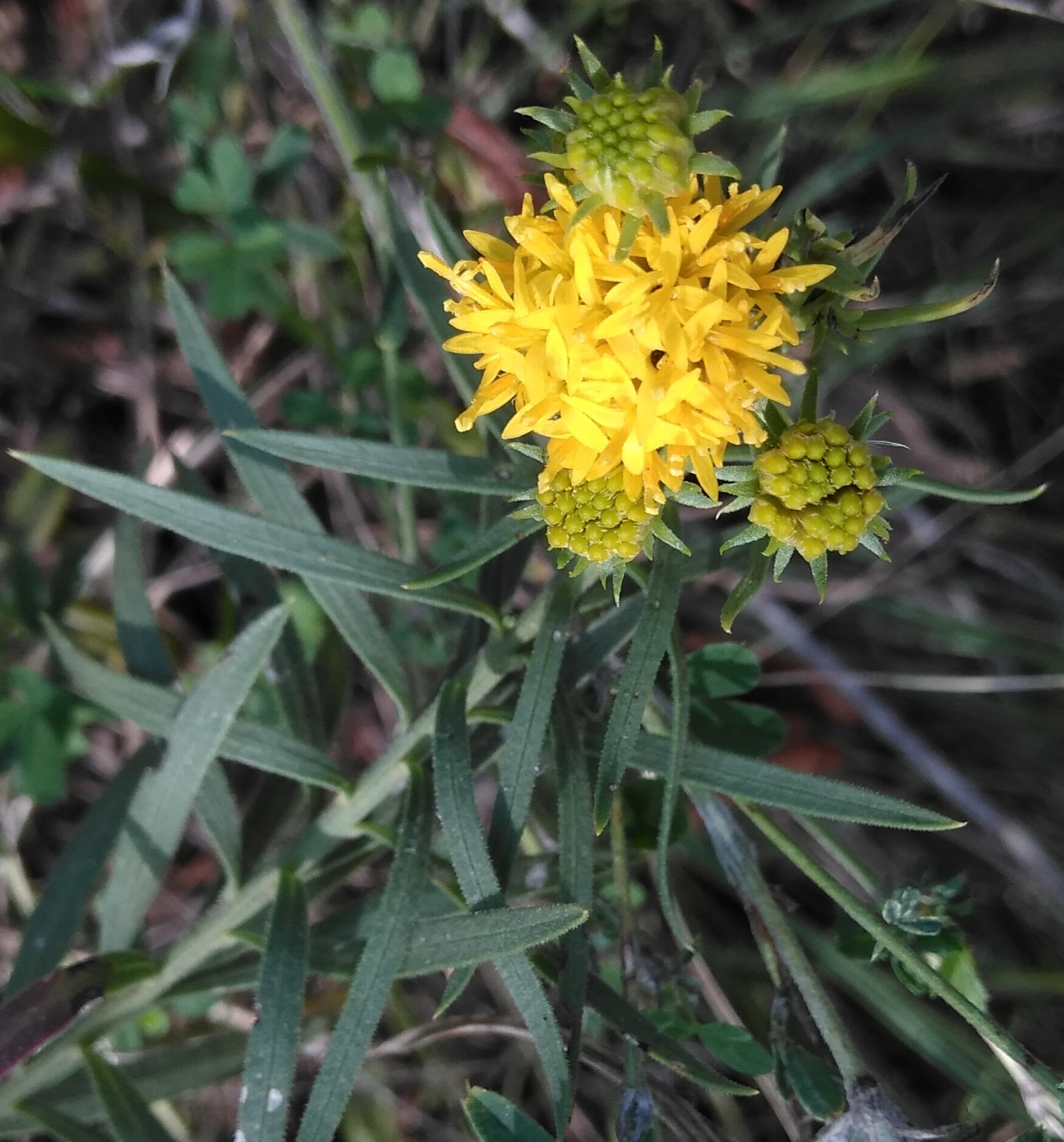 Image of Galatella pontica specimen.