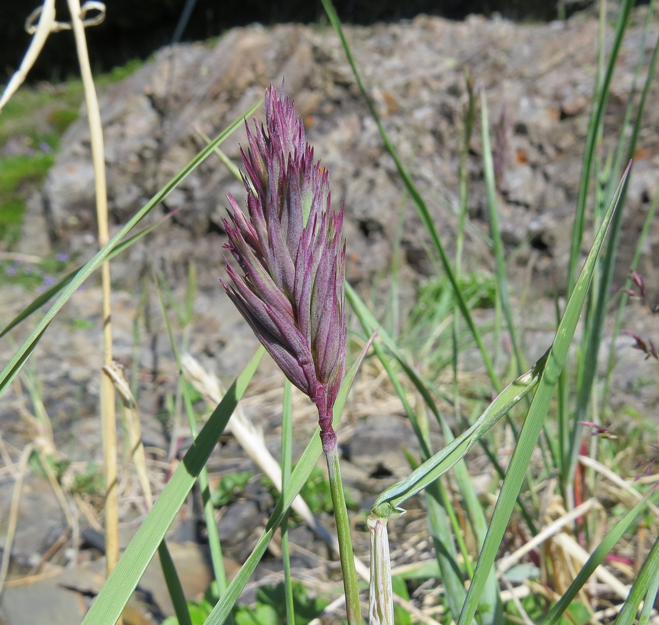 Image of genus Leymus specimen.