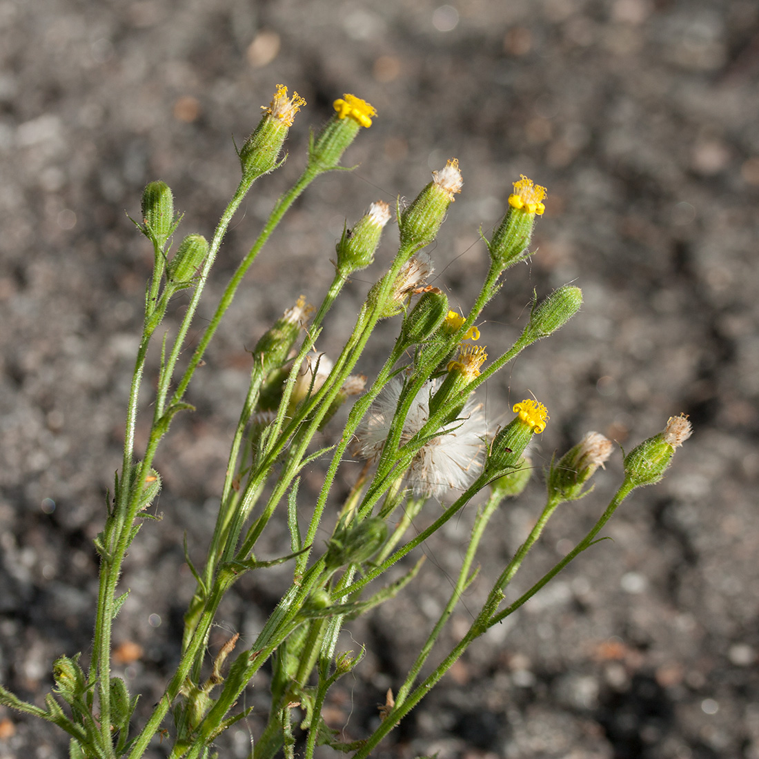 Изображение особи Senecio viscosus.