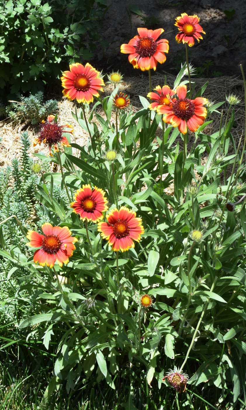 Изображение особи Gaillardia aristata.