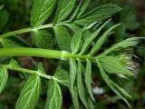 Смотреть изображение Valeriana sambucifolia