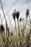 Schoenus nigricans. Верхушки побегов с соцветиями. Нидерланды, Северное море, о-в Схирмонниког, влажная долина между приморскими дюнами. 1 мая 2010 г.
