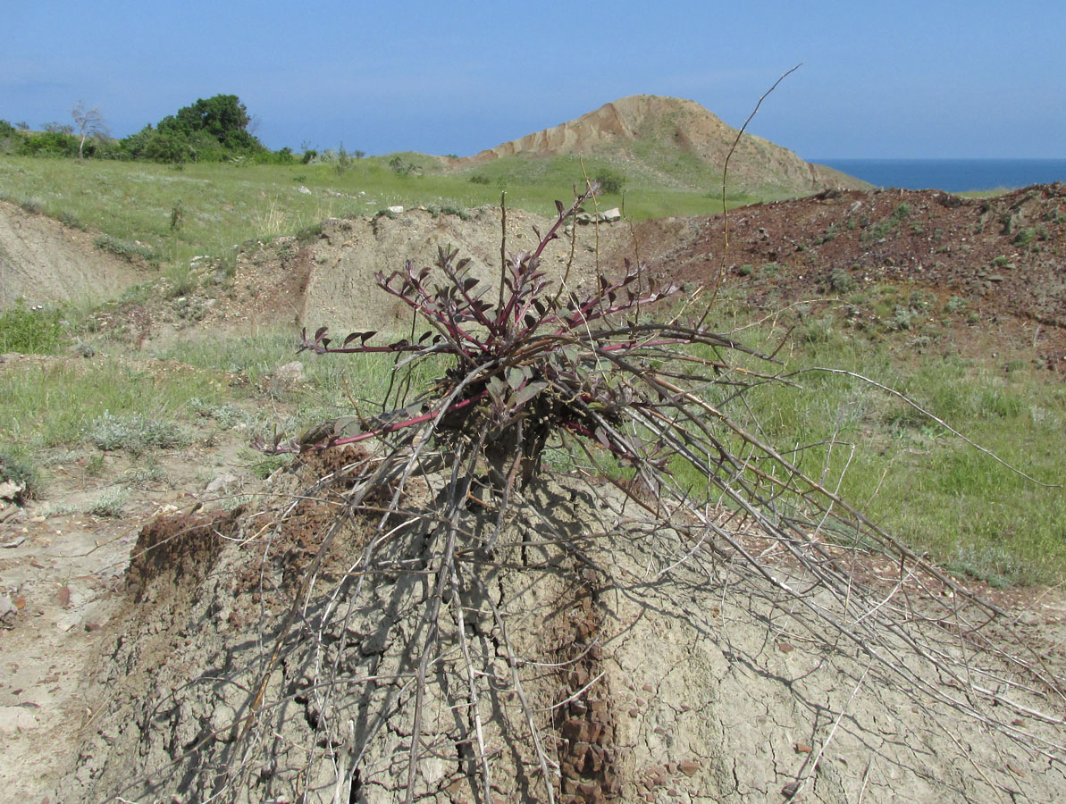 Image of Capparis herbacea specimen.